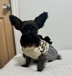 Reunited Female Dog last seen Near las brisas blvd, Brownsville, TX 78520