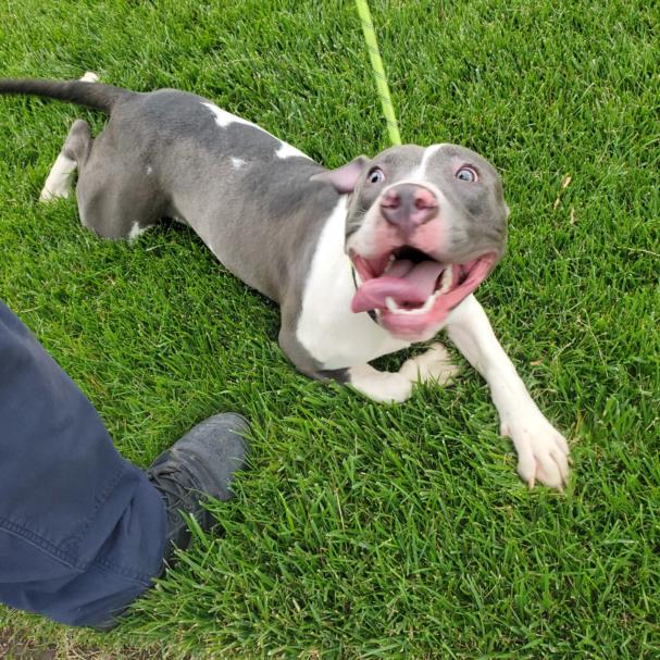 Shelter Stray Male Dog last seen Near BLOCK W THURMAN CT, WICHITA KS 67212, Wichita, KS 67219