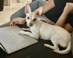 Lost Female Dog last seen Little Lake st and 125 fwy, Chula Vista, CA 91913