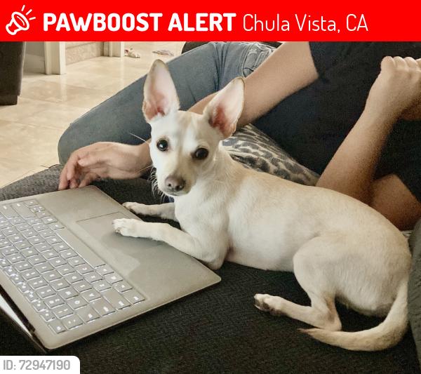 Lost Female Dog last seen Little Lake st and 125 fwy, Chula Vista, CA 91913