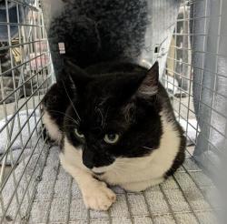 Shelter Stray Male Cat last seen Near BLOCK S 314TH CT, AUBURN WA 98001, Kent, WA 98032