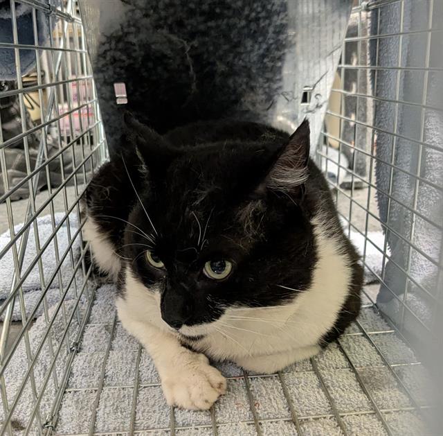 Shelter Stray Male Cat last seen Near BLOCK S 314TH CT, AUBURN WA 98001, Kent, WA 98032