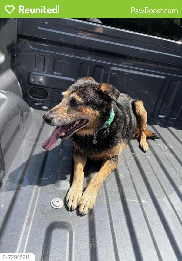 Reunited Female Dog last seen In the creek off of Boone and dentation , Baton Rouge, LA 70808