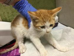 Shelter Stray Female Cat last seen Near BLOCK DERBY DR, JURUPA VALLEY CA 92509, Jurupa Valley, CA 92509