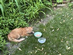 Found/Stray Unknown Cat last seen Neighbor's backyard on Orleans Lane N off of Pilgrim in eastern Plymouth, Plymouth, MN 55441