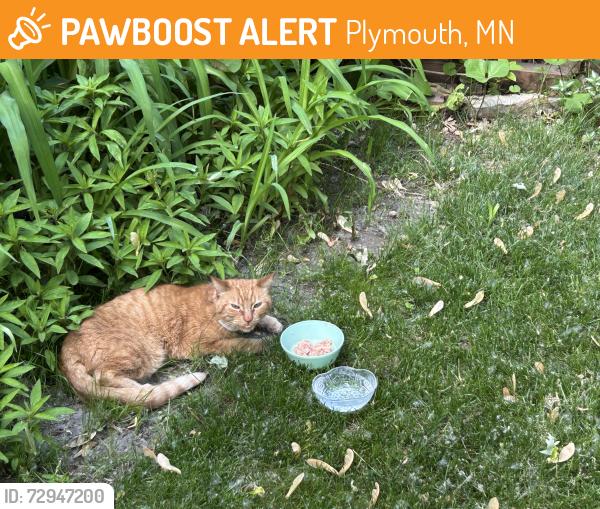 Found/Stray Unknown Cat last seen Neighbor's backyard on Orleans Lane N off of Pilgrim in eastern Plymouth, Plymouth, MN 55441