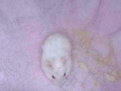 Shelter Stray Female Other last seen , Irwindale, CA 91706