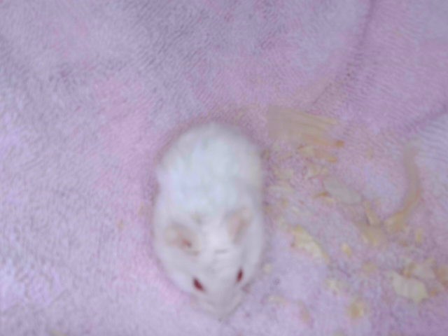 Shelter Stray Female Other last seen , Irwindale, CA 91706