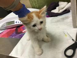 Shelter Stray Female Cat last seen Near BLOCK DERBY DR, JURUPA VALLEY CA 92509, 6851 Van Buren Boulevard, Jurupa Valley, CA 92509, USA