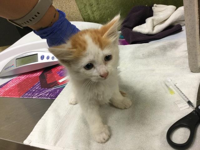 Shelter Stray Female Cat last seen Near BLOCK DERBY DR, JURUPA VALLEY CA 92509, 6851 Van Buren Boulevard, Jurupa Valley, CA 92509, USA