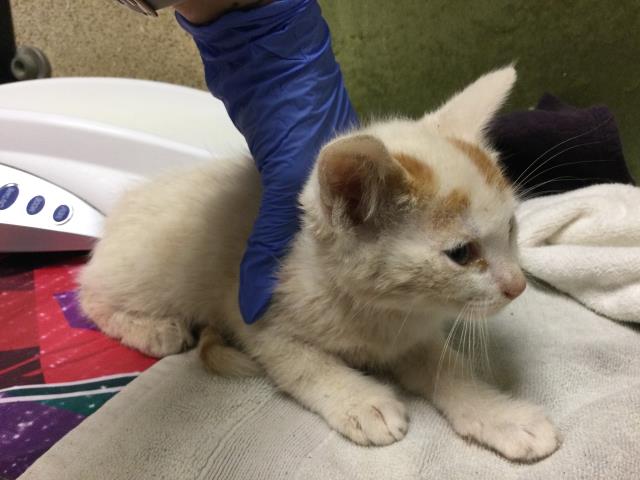 Shelter Stray Male Cat last seen Near BLOCK DERBY DR, JURUPA VALLEY CA 92509, Jurupa Valley, CA 92509