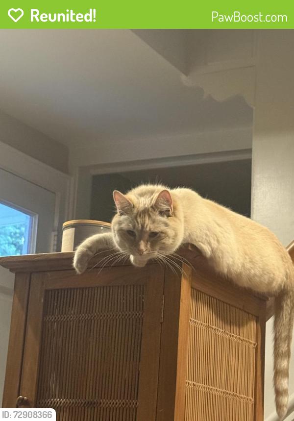 Reunited Male Cat last seen Geneva rd and sunset ave in West Chicago il, West Chicago, IL 60190