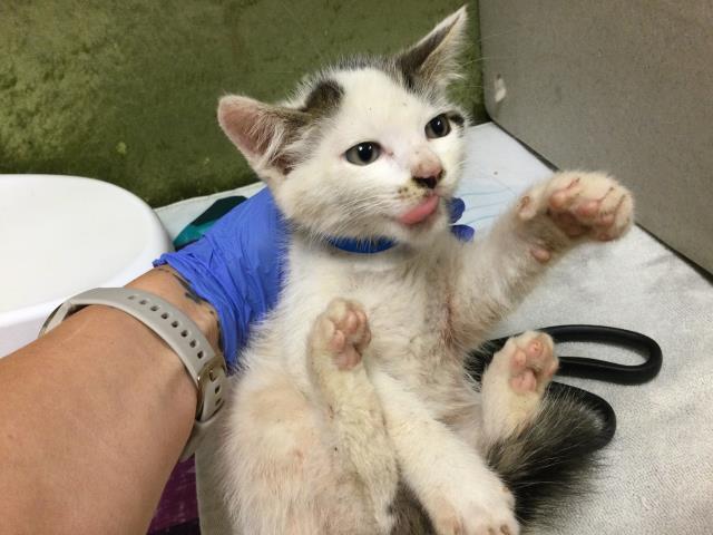 Shelter Stray Male Cat last seen Near BLOCK DERBY DR, JURUPA VALLEY CA 92509, Jurupa Valley, CA 92509