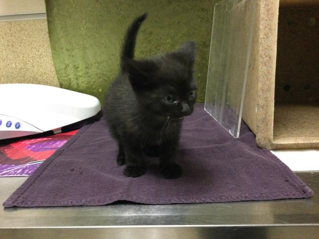 Shelter Stray Male Cat last seen VAN BUREN AND ARLINGTON AVE, RIVERSIDE, CA, 6851 Van Buren Boulevard, Jurupa Valley, CA 92509, USA