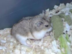 Shelter Stray Female Other last seen , Irwindale, CA 91706