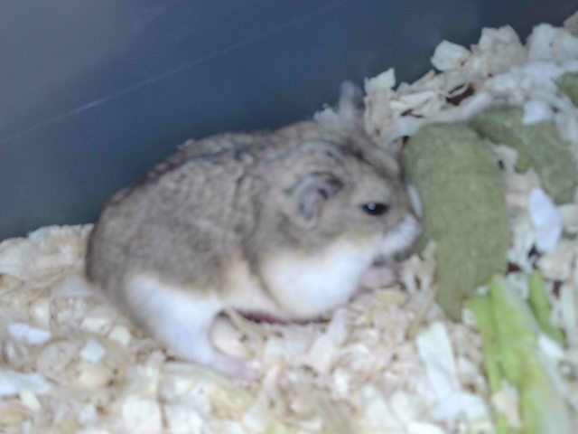 Shelter Stray Female Other last seen , Irwindale, CA 91706