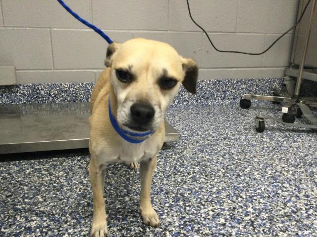 Shelter Stray Male Dog last seen Near BLOCK TOURMALINE ST INDIO CA 92201, Thousand Palms, CA 92276