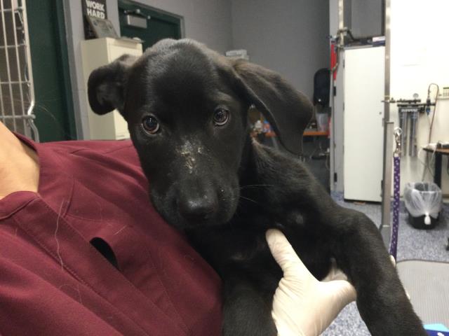 Shelter Stray Female Dog last seen Near BLOCK JACKSON ST, INDIO, CA, Thousand Palms, CA 92276
