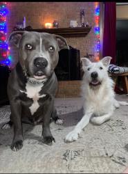 Reunited Male Dog last seen Near S Center St, Arlington, TX 76014, USA, Arlington, TX 76014
