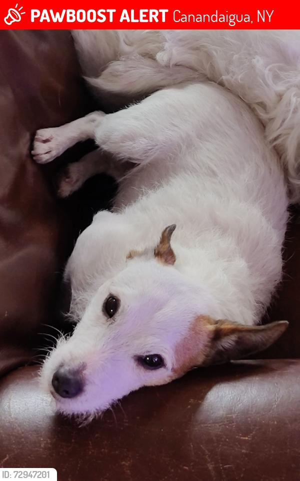 Lost Male Dog last seen Canandaigua Vista Nature Preserve, Canandaigua, NY 14424