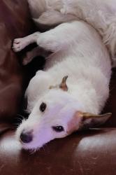 Lost Male Dog last seen Canandaigua Vista Nature Preserve, Canandaigua, NY 14424