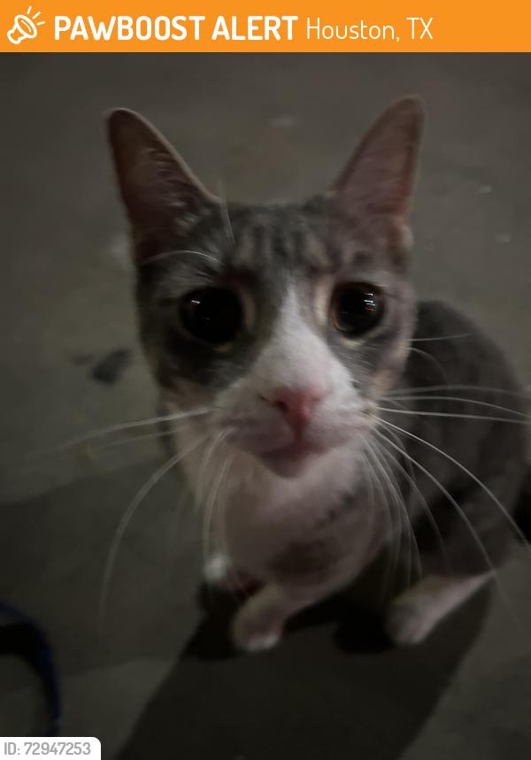 Found/Stray Female Cat last seen My home, Houston, TX 77095