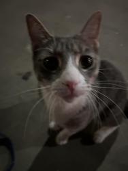 Found/Stray Female Cat last seen My home, Houston, TX 77095