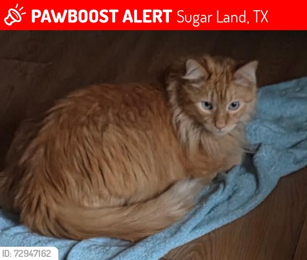 Lost Male Cat last seen Treasure Trail @ Lakefield Way, Sugar Land, TX 77479