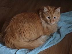 Lost Male Cat last seen Treasure Trail @ Lakefield Way, Sugar Land, TX 77479