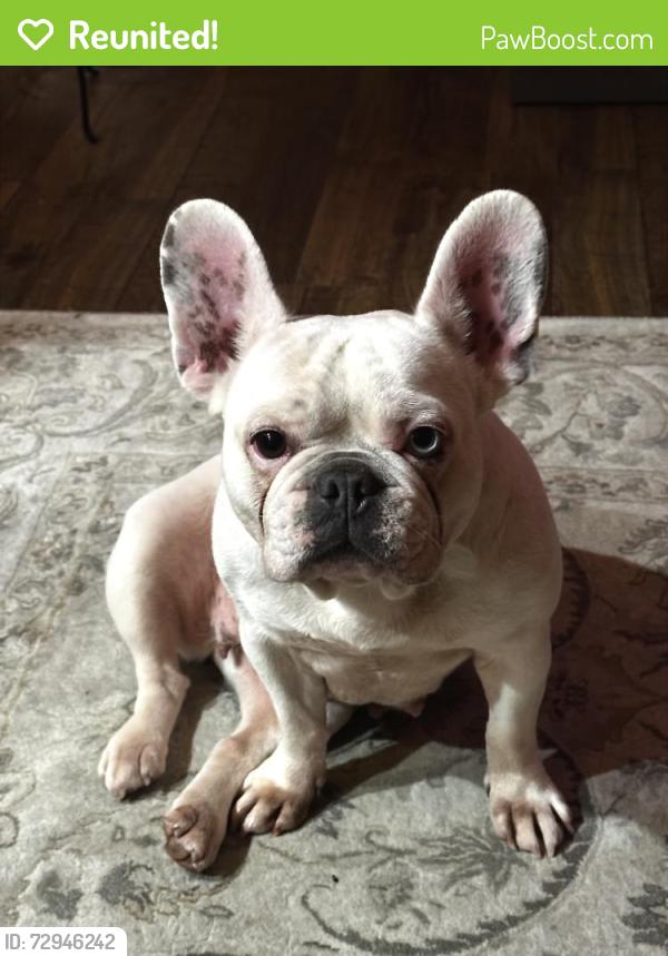 Reunited Female Dog last seen Section st and 19th, Mount Vernon, WA 98274