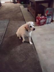Lost Male Dog last seen Kings view and luella, Brookfield, WI 53005