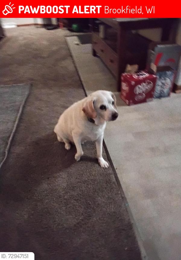 Lost Male Dog last seen Kings view and luella, Brookfield, WI 53005