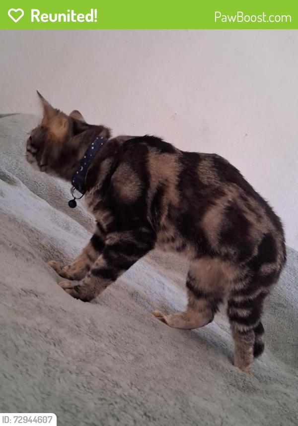 Reunited Female Cat last seen Ann, Tropical and rainbow , Las Vegas, NV 89130