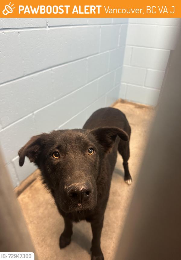 Found/Stray Female Dog last seen Crab Park, Vancouver, BC V6A 4J1