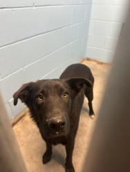 Found/Stray Female Dog last seen Crab Park, Vancouver, BC V6A 4J1