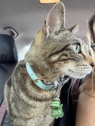 Lost Male Cat last seen Oak ridge , Tarpon Springs, FL 34689