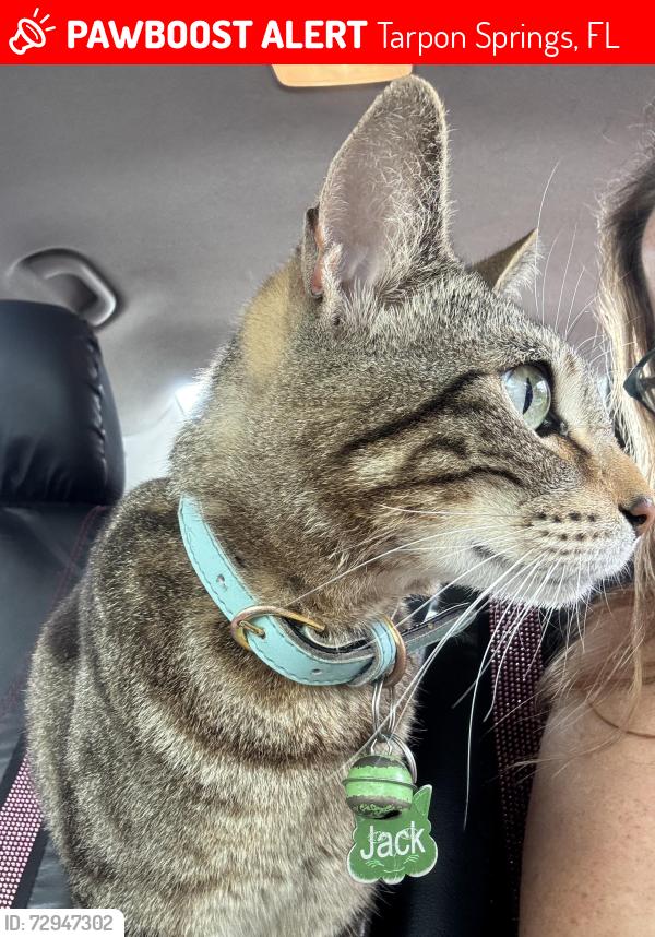 Lost Male Cat last seen Oak ridge , Tarpon Springs, FL 34689