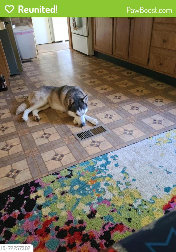 Reunited Male Dog last seen Groff Road , Bechtelsville, PA 19505