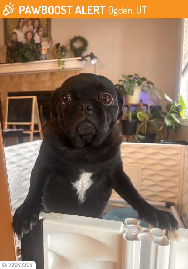 Found/Stray Male Dog last seen Washington terrace , Ogden, UT 84405