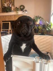 Found/Stray Male Dog last seen Washington terrace , Ogden, UT 84405