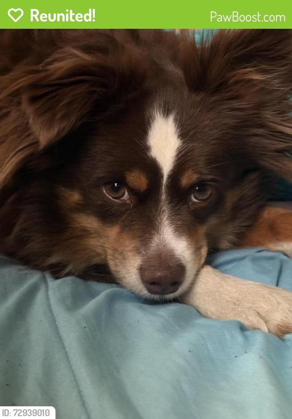 Reunited Male Dog last seen Lyman and Buchanan , Topeka, KS 66608