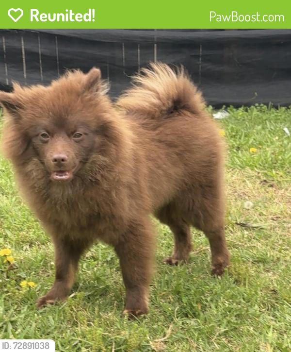 Reunited Male Dog last seen Butterfield Dr, Mesquite, TX 75150