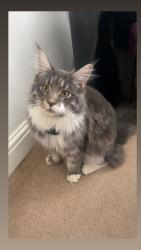 Lost Male Cat last seen Ukrainian Church Chadderton Way Oldham OL96DH, Oldham, England 