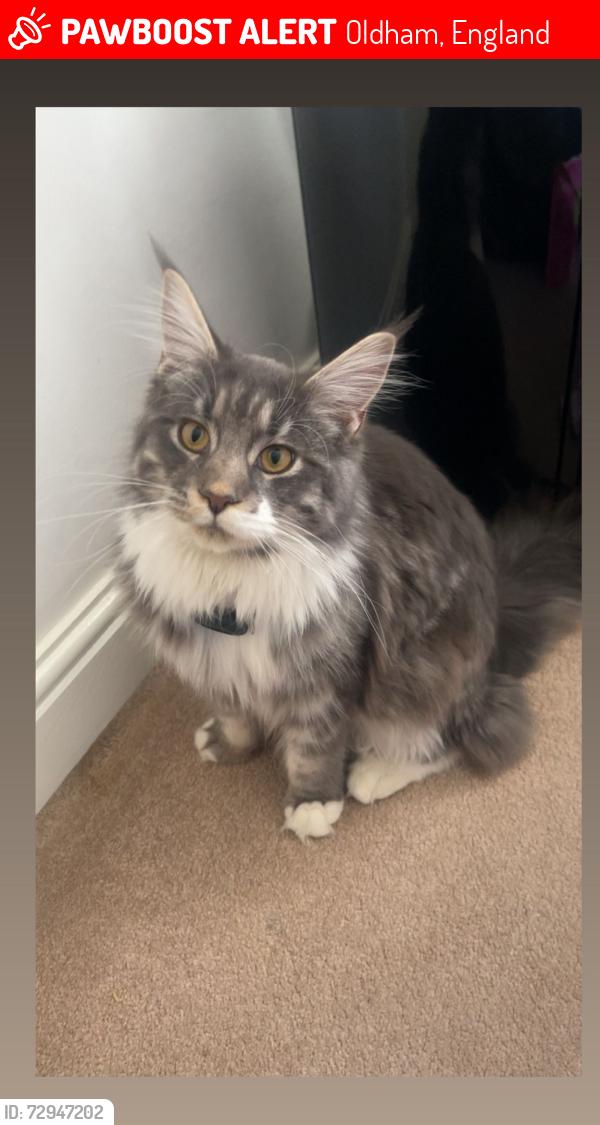 Lost Male Cat last seen Ukrainian Church Chadderton Way Oldham OL96DH, Oldham, England 