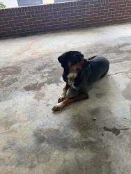 Reunited Male Dog last seen Near Payne Rd, Rural Hall, NC 27045, USA, Rural Hall, NC 27045