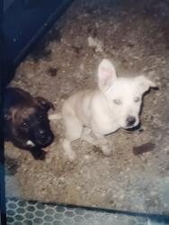Lost Female Dog last seen Near smith drive, Mansfield, TX 76063