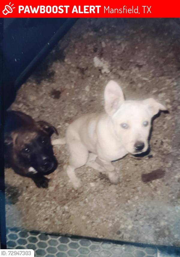 Lost Female Dog last seen Near smith drive, Mansfield, TX 76063
