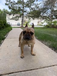 Reunited Female Dog last seen Sheehan Dr, Naperville, IL 60564