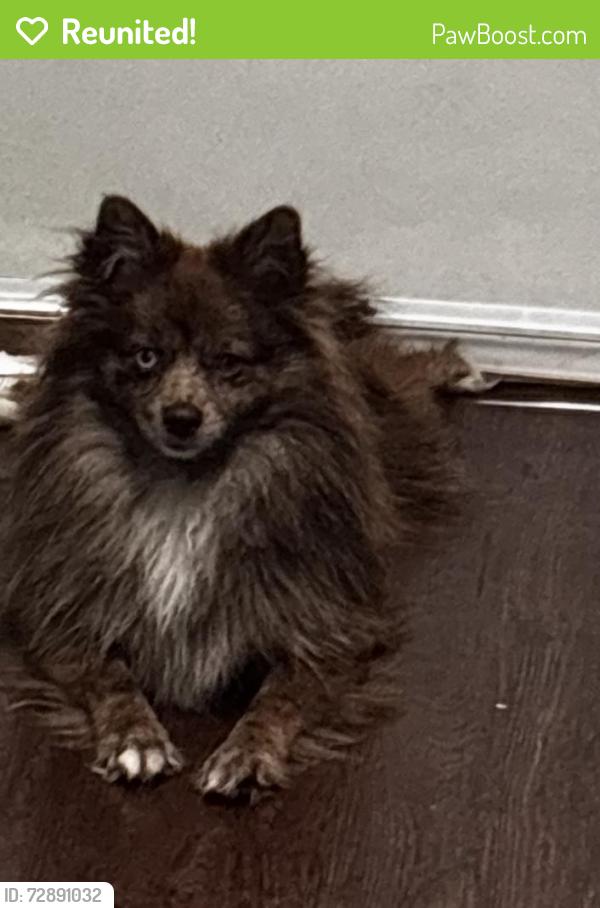 Reunited Female Dog last seen Butterfield Dr, Mesquite, TX 75150