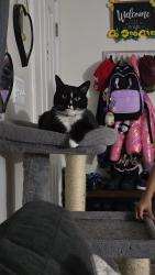 Lost Male Cat last seen Kali Drive/Ridge Road, Sykesville, MD 21784